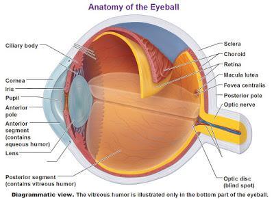 anatomy-of-the-eyeball-iris-cornea-sclera-choroid-retina-macula-lutea-fovea-centrlais-posterior-pole